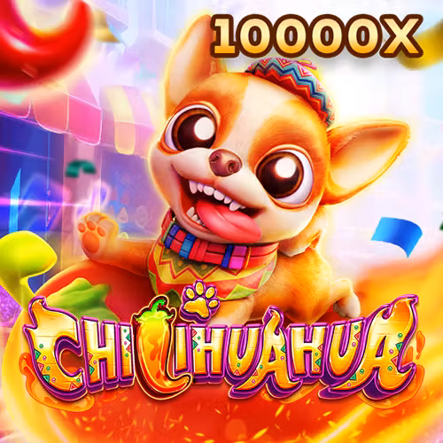 thabet Chihuahua